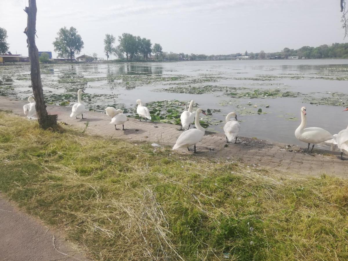 Pensiunea Scoika Steaguri Нептун Екстериор снимка